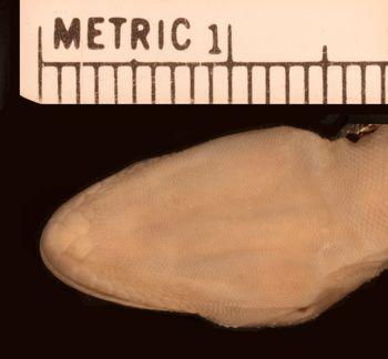 Media type: image;   Herpetology R-3252